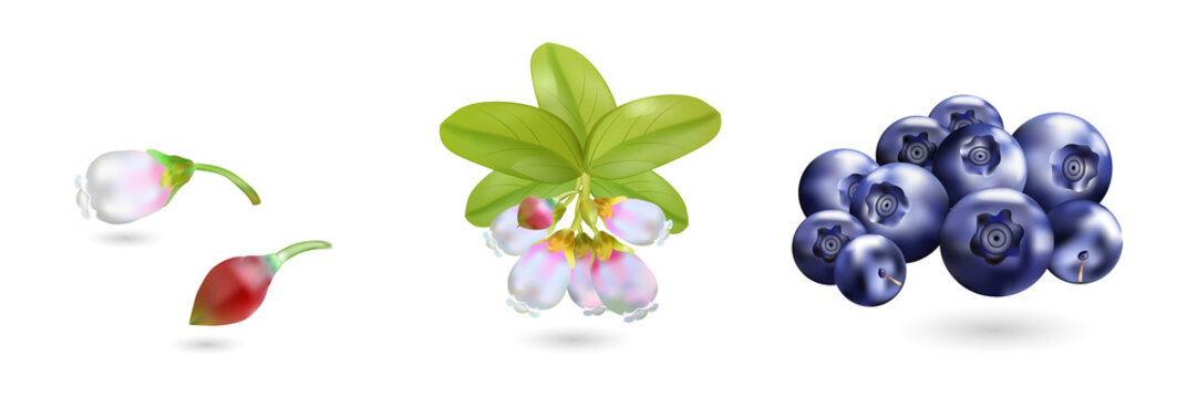 Beautiful illustration of orchid flowers and blueberry cluster on a transparent background