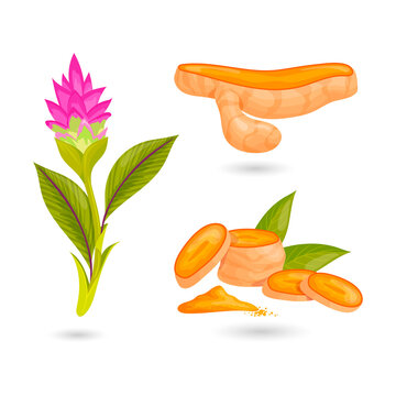 Vibrant turmeric root and plant illustrations for healthy food on transparent background