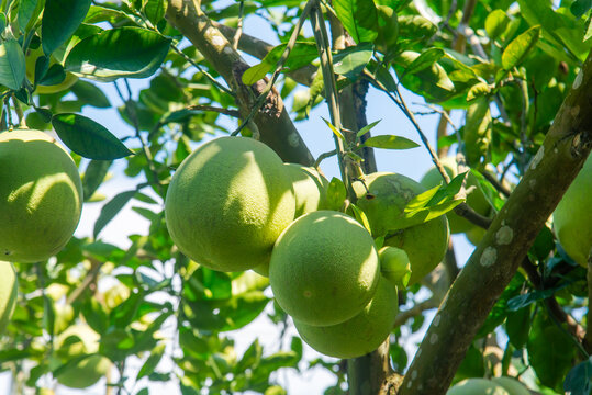 Green pomelos (Citrus maxima) growing on a tree in Vietnam, surrounded by lush foliage and illuminated by natural sunlight.
