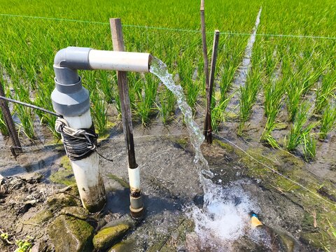 Electric water pump irrigating lush green rice field using PVC pipe. Clean groundwater flows to nourish crops, showcasing efficient agricultural water management system and rural farming practices.