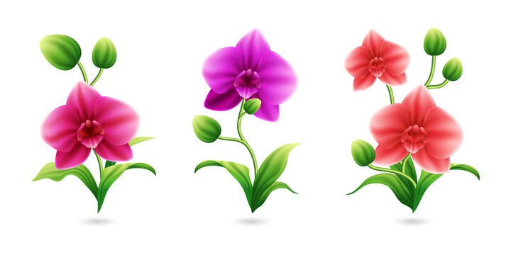 Vibrant Orchid Flowers for Decor and Design on transparent background