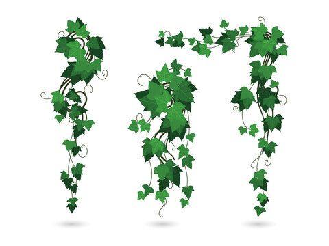 Green ivy vines on a transparent background for designers