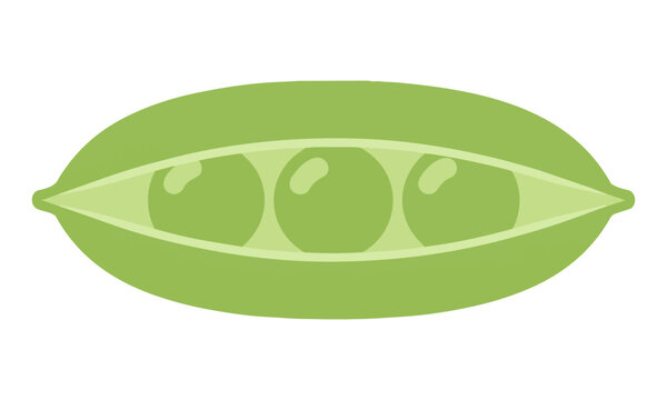 Vibrant green pea pod split open revealing three peas, isolated on white in flat design style, healthy food concept
