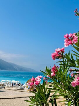 flowers on the beach