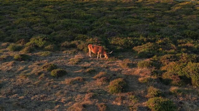 Aerial Cachena cow grazing among heather on Nossa Senhora do Minho Alto Minho Portugal