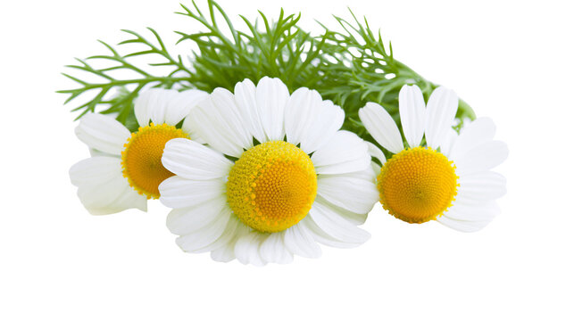 Three delicate white chamomile flowers with yellow centers green leaves, isolated on transparent background