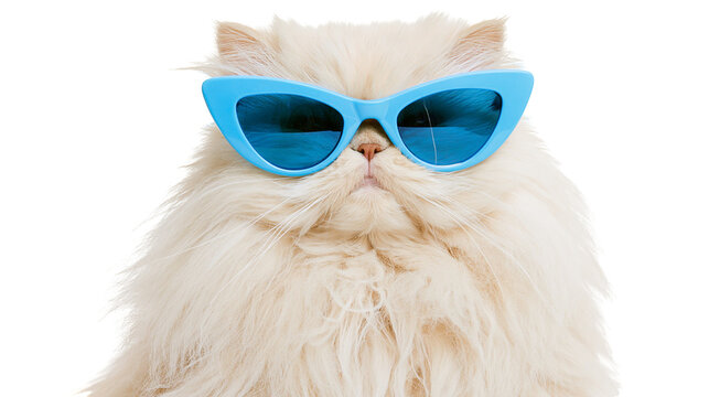 Fluffy white Persian cat wearing bright blue cat-eye sunglasses, isolated on transparent background