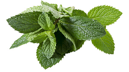 Fresh green mint leaves, isolated on transparent background © Mia