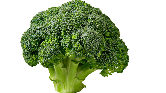 Fresh green broccoli head with dense florets, isolated on transparent background