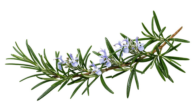 Fresh rosemary sprig with delicate blue flowers, isolated on transparent background