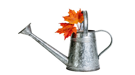 Galvanized metal watering can with vibrant orange maple leaves, isolated on transparent background © Mia
