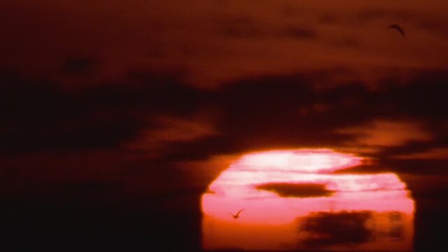 seagull flying in sunset slow motion