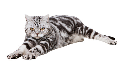 Silver tabby cat with black stripes lying down, isolated on transparent background © Mia