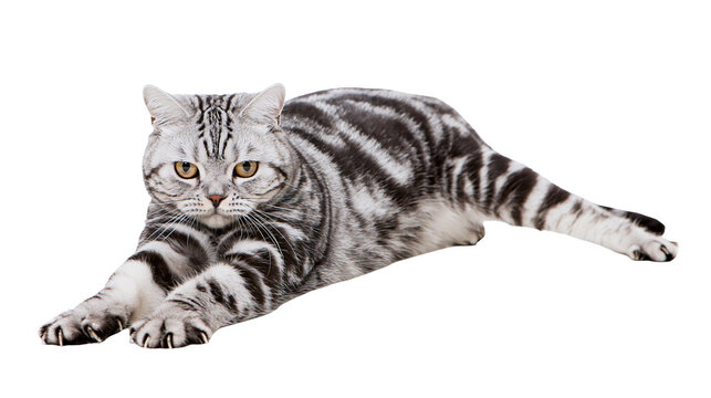 Silver tabby cat with black stripes lying down, isolated on transparent background
