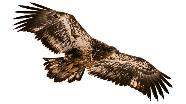 Juvenile bald eagle with brown and white speckled plumage wings spread wide, isolated on transparent background