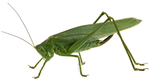 Green katydid insect with long antennae and legs, isolated on transparent background