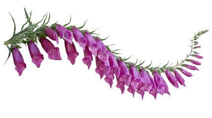 Purple foxglove flowers with spotted interiors, isolated on transparent background © Mia