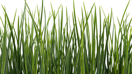 Obraz premium Lush green grass blades detailed texture, isolated on transparent background
