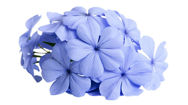 Cluster of delicate blue plumbago flowers, isolated on transparent background