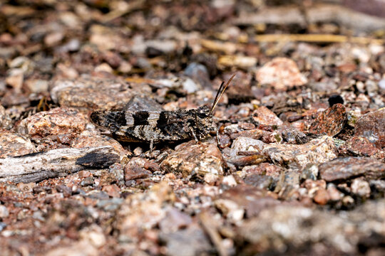 The blue-winged grasshopper near Eisenach in Thuringia, Germany (Oedipoda caerulescens)