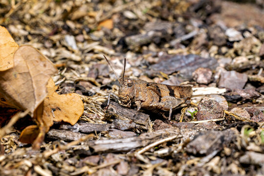 The blue-winged grasshopper near Eisenach in Thuringia, Germany (Oedipoda caerulescens)