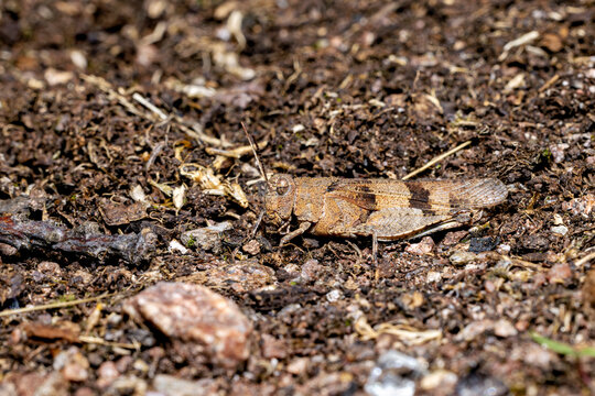 The blue-winged grasshopper near Eisenach in Thuringia, Germany (Oedipoda caerulescens)