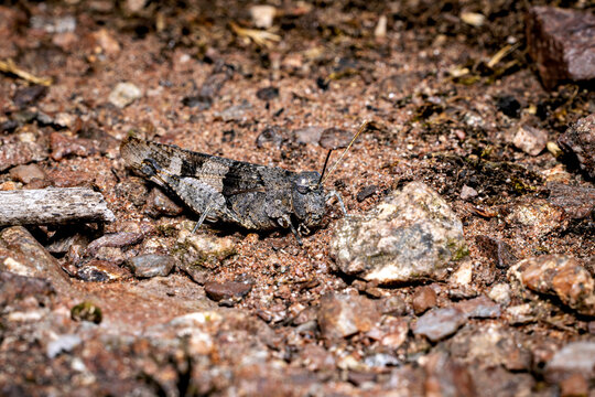 The blue-winged grasshopper near Eisenach in Thuringia, Germany (Oedipoda caerulescens)