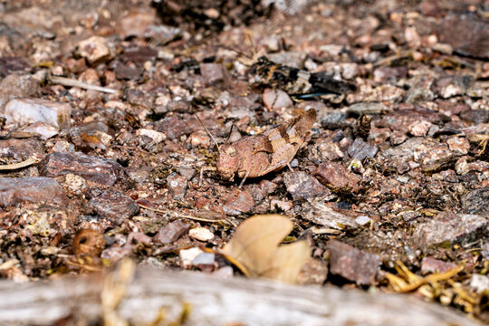 The blue-winged grasshopper near Eisenach in Thuringia, Germany (Oedipoda caerulescens)