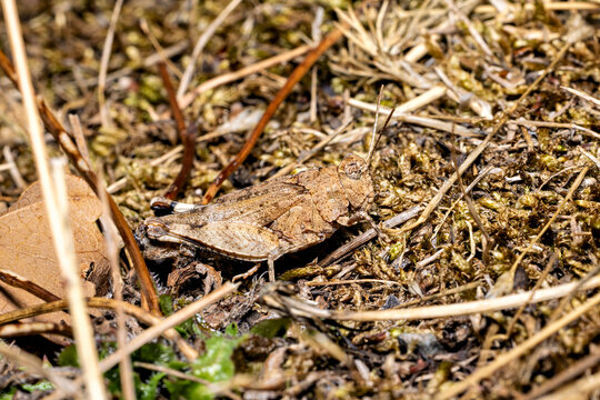 The blue-winged grasshopper near Eisenach in Thuringia, Germany (Oedipoda caerulescens)