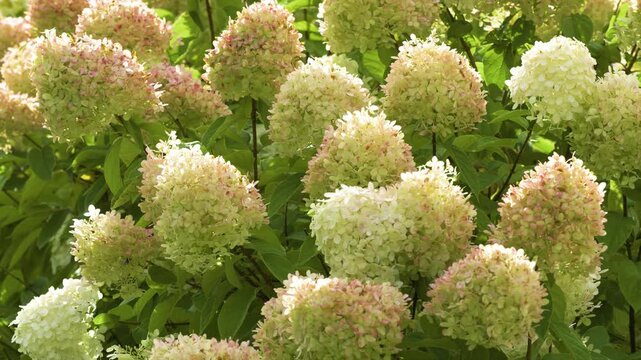 static shot of blooming panicle hydrangea (hydrangea paniculata) in garden