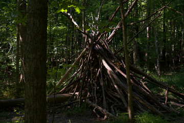 A hand-built structure of leaning branches forms a rough teepee shape in a dense forest, with sunlight filtering through the surrounding trees onto the forest floor. © Amr