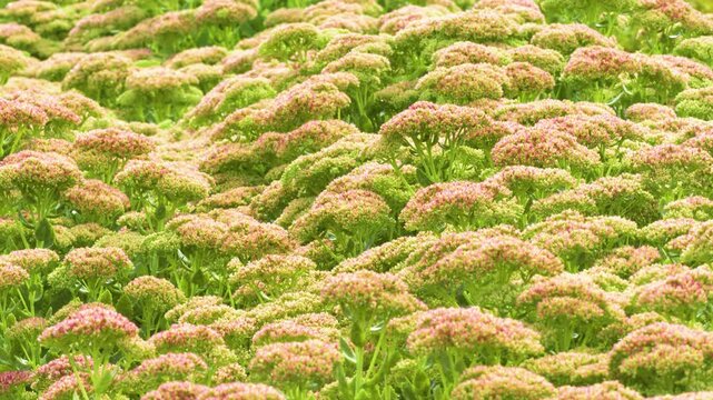 Stonecrop plants from the genera Sedum and Hylotelephium in natural environment