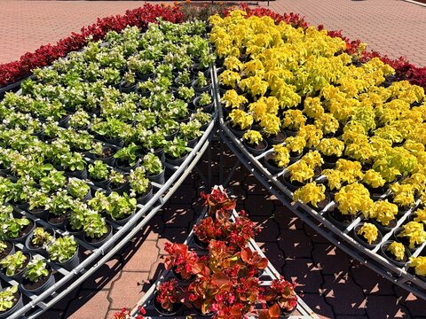the city flowerbed is planted with begonias. Rows of colorful yellow, white, and red potted flowering plants in an outdoor nursery