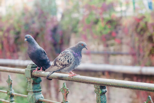 A pair of rock doves perch on a fence in a city park