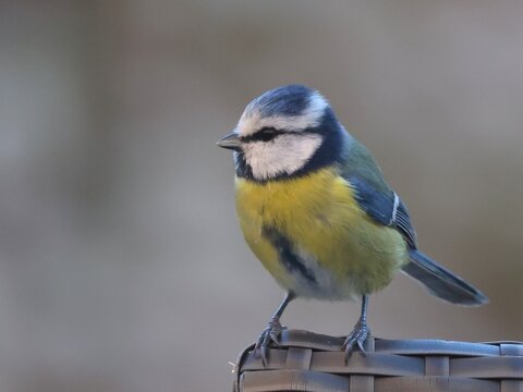 Petite m&eacute;sange bleue au plumage color&eacute;, vue de profil et pos&eacute;e sur le rebord d'une chaise de jardin. Gris flou en arri&egrave;re plan.