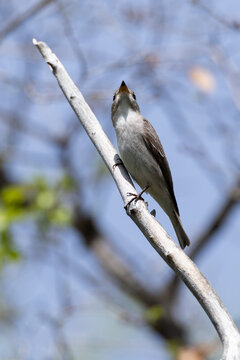 Asian Brown Flycatcher (Muscicapa dauurica) photographed from below, showing its brought bill, found in Dornod Aimag in Mongolia in spring passage