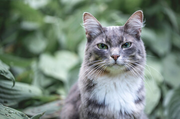 portrait of a cat © Gunta