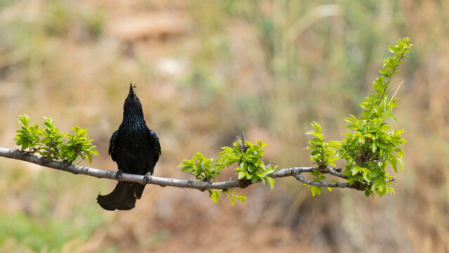 adult hair-crested drongo (dicrurus hottentottus) perching on a branch an catching a fly in the air, found in Dornod Aimag in Mongolia	