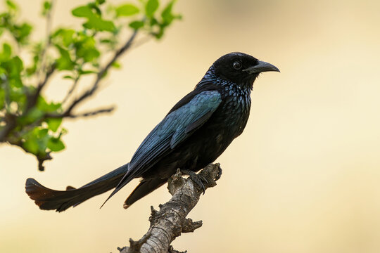adult hair-crested drongo (dicrurus hottentottus) perching on a branch, found in Dornod Aimag in Mongolia	