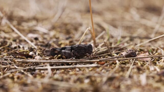 The blue-winged grasshopper near Eisenach in Thuringia, Germany (Oedipoda caerulescens)