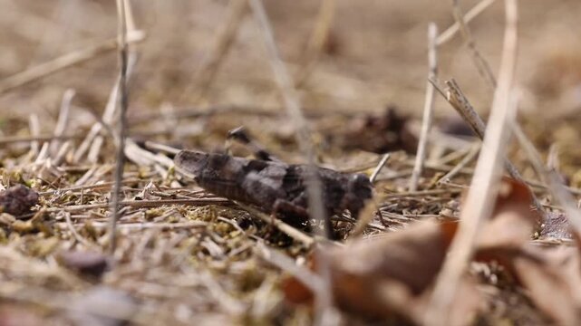 The blue-winged grasshopper near Eisenach in Thuringia, Germany (Oedipoda caerulescens)