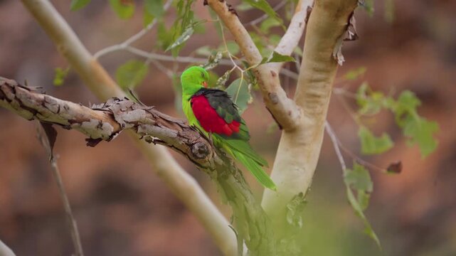Male Red-winged Parrot Perched on a Branch in Natural Bushland Habitat in Australia