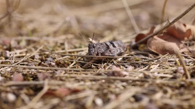 The blue-winged grasshopper near Eisenach in Thuringia, Germany (Oedipoda caerulescens)