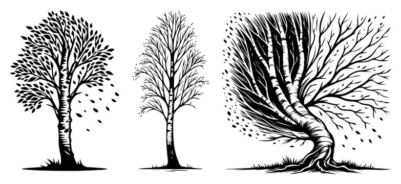 Birch trees collection with autumn and winter variations in vintage engraving style