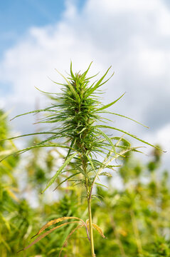 Hemp plant field, cannabis cultivation, dense green flower clusters, cannabaceae, agriculture, alternative medicine