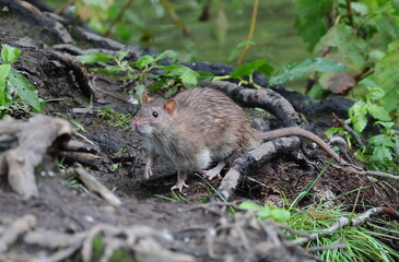 Fototapeta premium A wild rat is sitting on the ground among the grass and tree roots