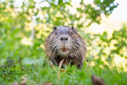 Nutria river rat eating carrots on meadow, coypu herbivorous, semiaquatic rodent, Myocastoridae at water pond, wildlife animal, habitat wetland