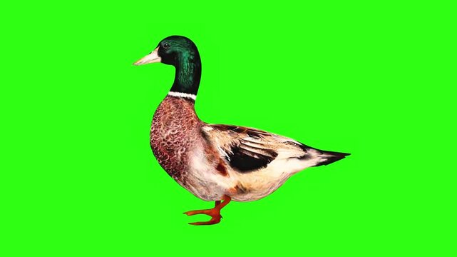 Walking duck with green screen background in 4K
