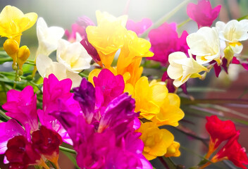 Obraz premium Freesia colorful flowers blooming. Beautiful blooming bright freesia flowers in a spring garden, bouquet, buds close up.