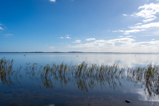 Swan gliding on Lake Colac, Victoria, Australia, with reeds